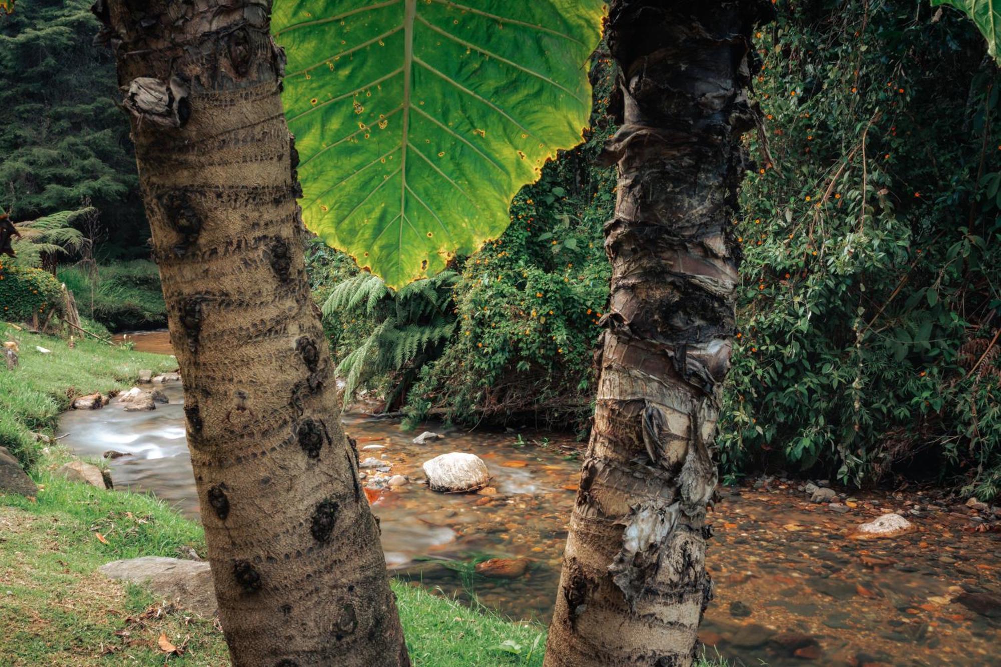 Bubblesky Glamping 15 Min From Medellin Hotel Rionegro Kültér fotó